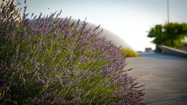 Guide ultime : choisir le traitement idéal pour protéger vos meubles de jardin en bois des rayons uv
